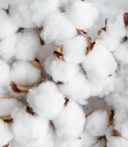 Le Coton
